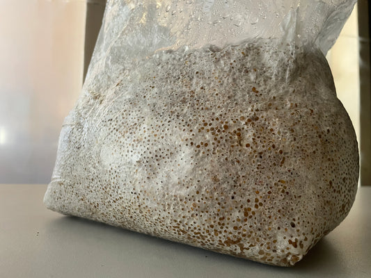 4lb Colonized Blue Oyster Grain Spawn