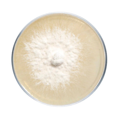 Colonized Lions Mane Agar Plate